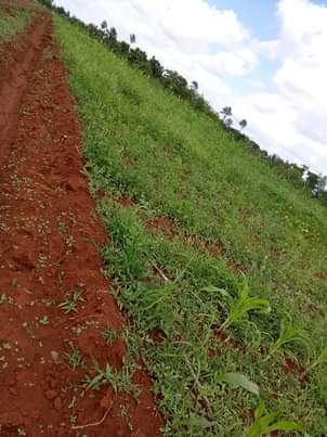 makutano plots