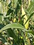 A picture of Green mealies
