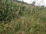 A picture of 15 fertile acres on sale with ready tittle to take