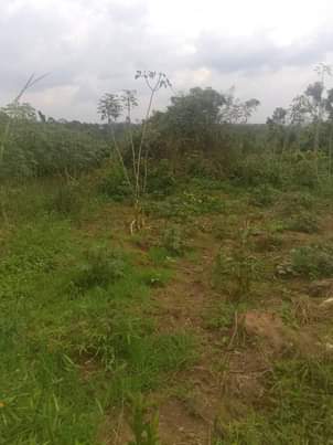 A picture of Land