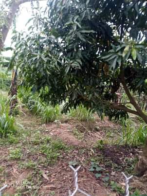 A picture of Ebibanja bibiri ebitundibwa ngabyanjuwulo 2 acres and half for sale