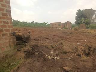 A picture of 8.5m Plot size 83by30ft with land title located at matugga
