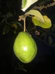 A picture of Miche ya matunda ya mda mfupi miaka miwili hadi mitatu