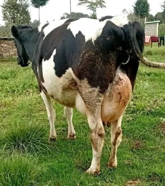 A picture of MILK COWS FOR SALE AND LOCAL COWS FOR MEAT