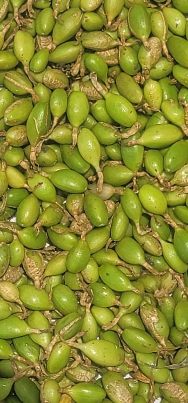 A picture of Tunatafuta soko la iriki mbichi