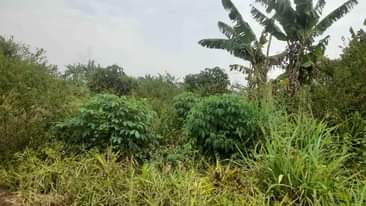 A picture of Land for sale in luweelo