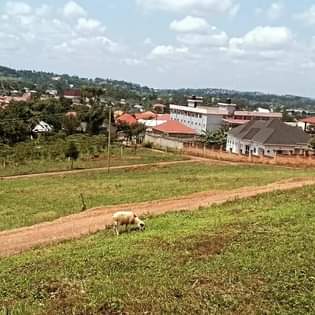 A picture of LAND FOR SALE ON BOMBO ROAD MATUGGA.