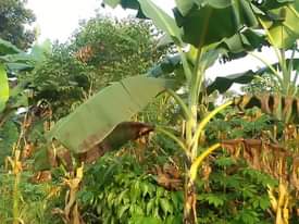 A picture of PLOT 50 200FT FOR SALE 
