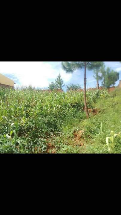 land