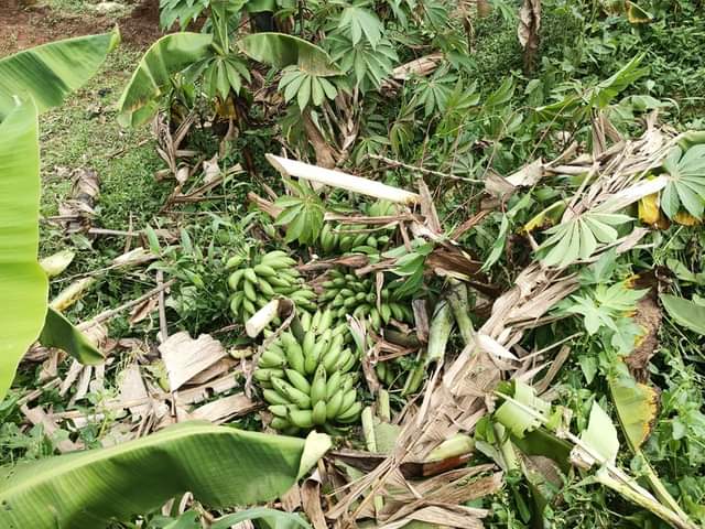 A picture of Kisozi Buddo 30x50 fts at 12m only