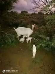 A picture of FEW GOATS REMAINING FOR GRAB WITH READY DELIVERIES EVERY WEEK