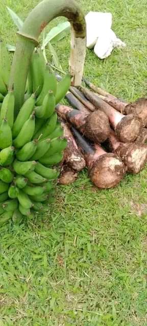 A picture of Our dear customers we are DK nursery seedlings Uganda. We