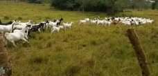 A picture of UGX per MATURE