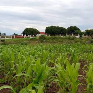 kiwanja