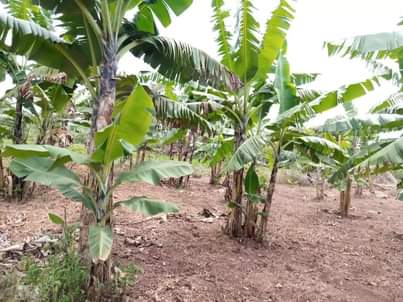 A picture of HALF ACRE FOR SALE 5.5m IN NAKASEKE KAPEEKA
