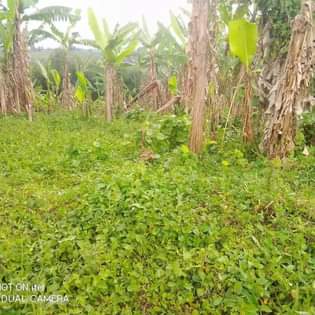 A picture of Land in rurama