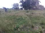 A picture of Viwanja