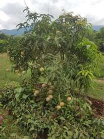 A picture of MICHE YA MATUNDA YA MDA MFUPI MIAKA MIWILI HADI MITATU