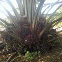 A picture of SEEDLINGS