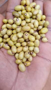 A picture of Beans