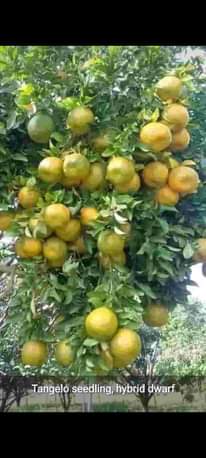 A picture of Ero agro biz ventures