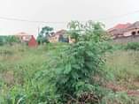 A picture of 15DECIMALS PLOT KIRA AT UGX135M