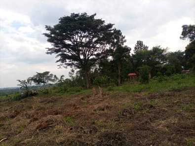 A picture of  URGENTLY MONEY NEEDED TODAY Location Mityana Land size 100