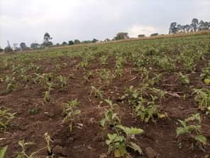 A picture of  URGENTLY MONEY NEEDED TODAY Location Mityana Land size 100
