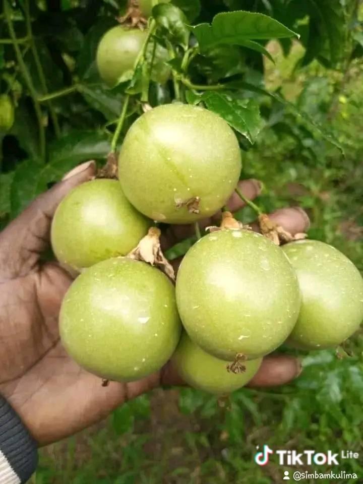 A picture of Passion fruit sedlings