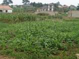 A picture of A plot for sale at Seguku Katale village Bukwenda