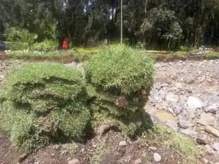 grass