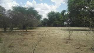 houses livingstone