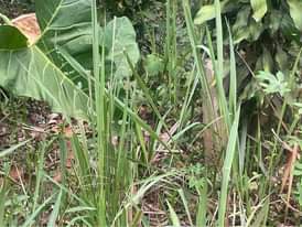 A picture of Titled acre at 15m zirobwe