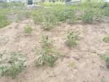 A picture of 0765291521 0679291521 KIWANJA MITA 30X15 CHANIKA ITALIANO