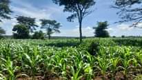 A picture of 2 acres for sale at mulungy omu Village boarding luwero