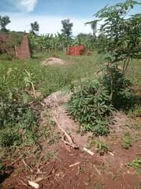 A picture of PLOT 70 100FT FOR SALE IN NAKASEKE KAPEEKA 4KM FROM