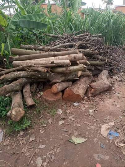 A picture of Firewood