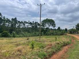 A picture of LAND 50 100FT PLOT ON SALE