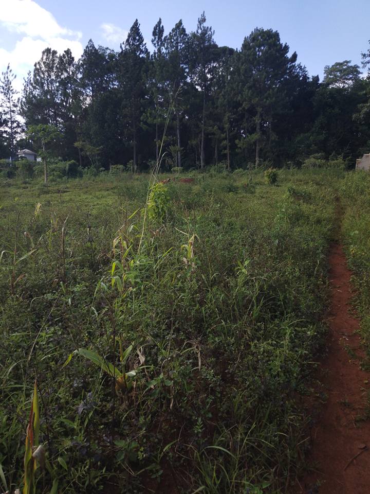 plots mukono