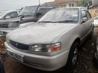 A picture of Kikumi kumi