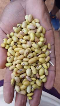 A picture of Beans
