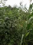 A picture of 3acres in kikyusa town council we sell from 1acre each