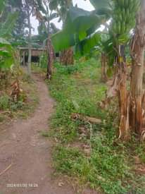 A picture of Polot