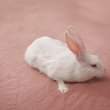 A picture of Rabbit Fur carpets
