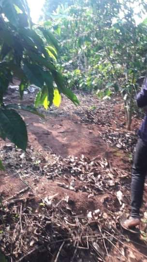 A picture of quick sale 2acres located at zirobwe wabitugulu