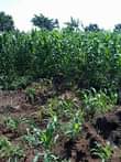 A picture of 4acres at 32m 15km from kikyusa trading center