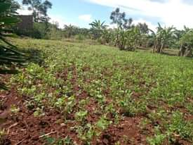 A picture of PLOT 70 100FT FOR SALE IN NAKASEKE KAPEEKA 4KM FROM