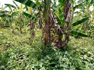 A picture of PLOT 40 170FT FOR SALE IN NAKASEKE KAPEEKA 1KM FROM
