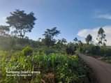 A picture of Agricultural land half acre for sale