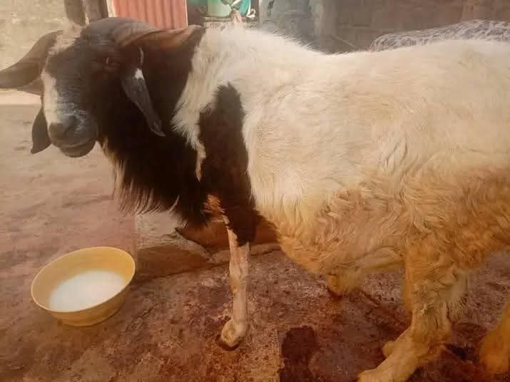 A picture of Sallah Ram s